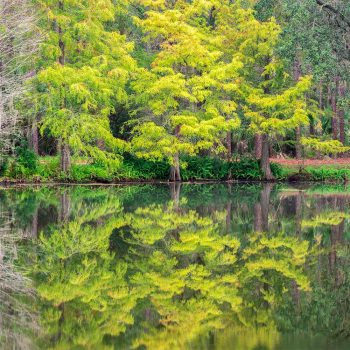 Landscape Photography Fine Art Photograph Reflective Calm of a morning of reflectrions along a lake in a North Pinellas County park