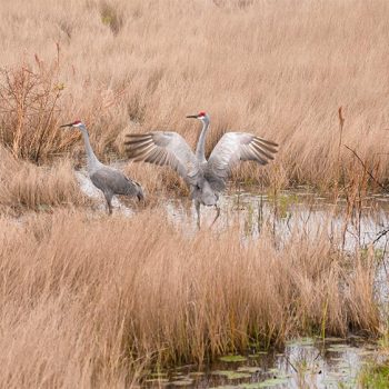 Wildlife Image of Good Morning My Love Two Brids on a wetland marsh with the male opening his wingspan in front of his lady friend