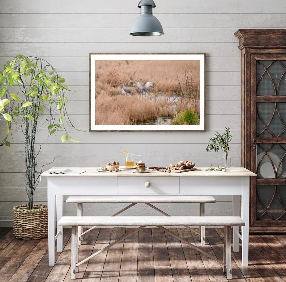 Wall mock up of a wildlife Image of Good Morning My Love Two Brids on a wetland marsh with the male opening his wingspan in front of his lady friend